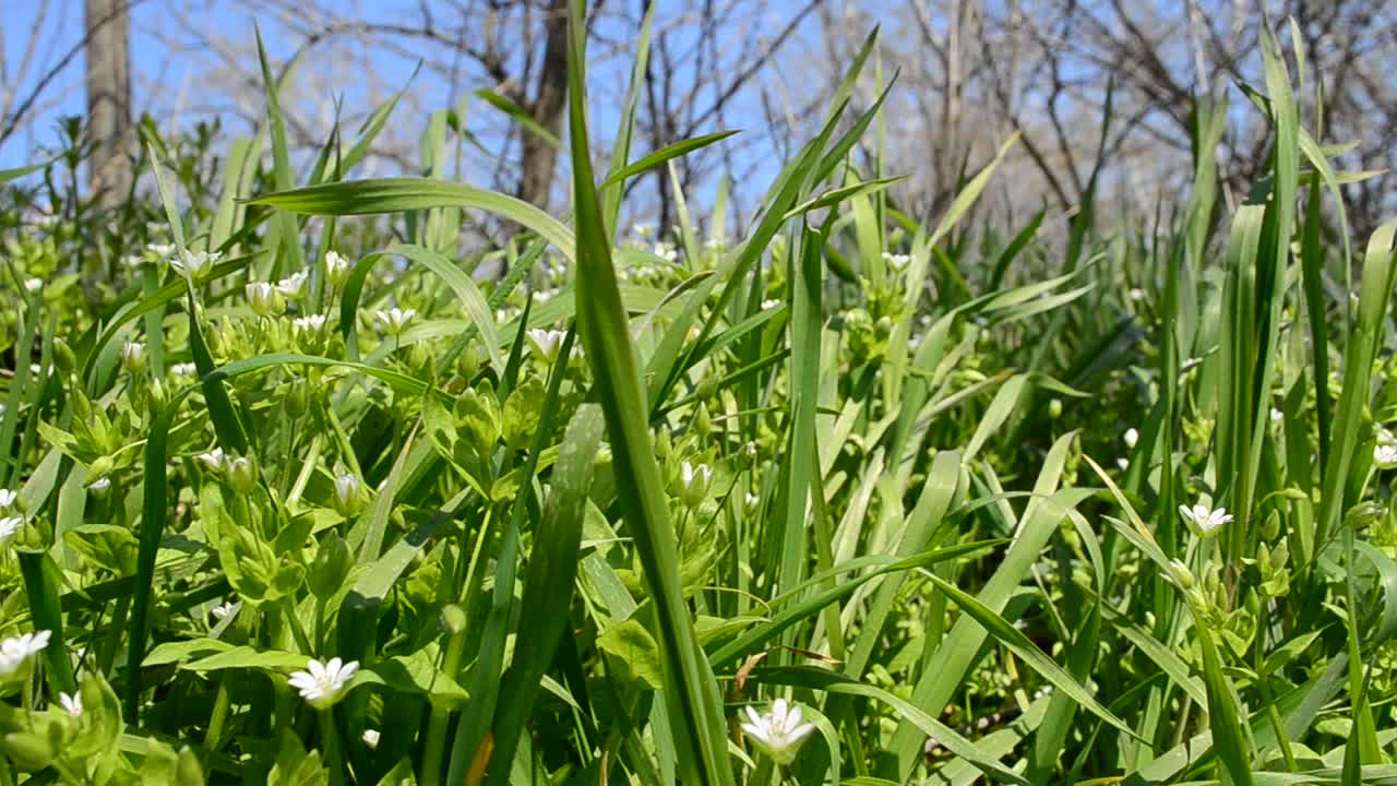 Grass and flowers, background. Shooting in April
