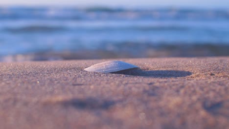 white seashell on the white sand, trash and waste litter on an empty baltic sea beach, environmental pollution problem, golden hour light on evening, closeup shot