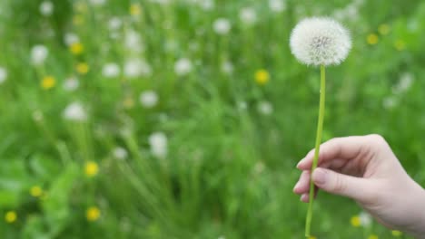 side view of woman hands showing dandelion being blown away with green farms in background