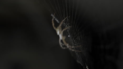 a scary looking garden spider waiting to feed