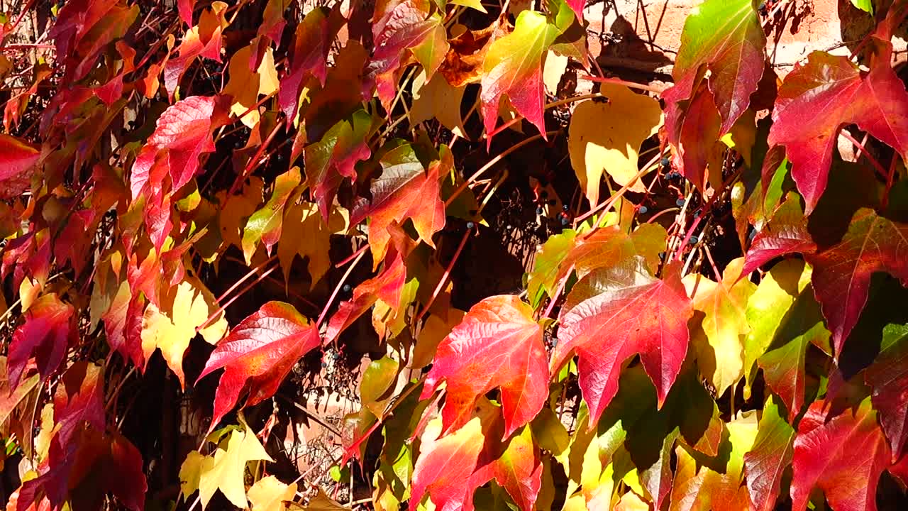Edera sul muro di mattoni della casa. Riprese in autunno