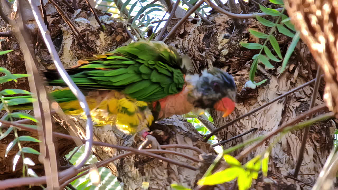 Colorful parrot caring for young in a tree at Spata zoo, Greece