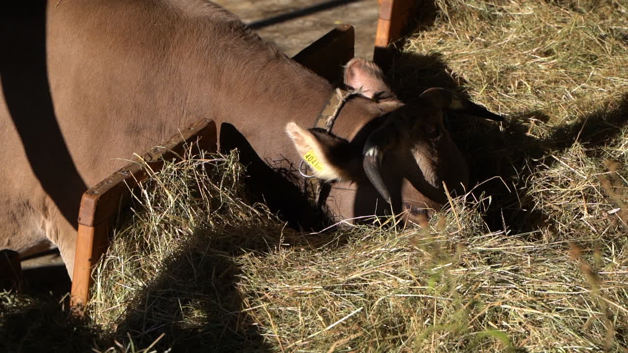 Inquadratura media di mucca marrone che mangia paglia secca in fattoria