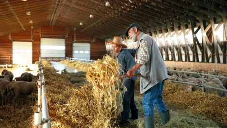 family of farmers cleaning hay with rakes to feed sheep cattle in a barn