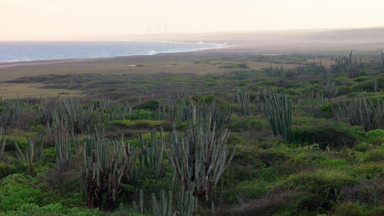 pájaro caracara salvaje posado en altas plantas de cactus de pie en matorrales secos en la costa norte de curacao, puesta de sol aérea