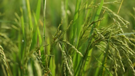 rice is the staple food in many asian countries