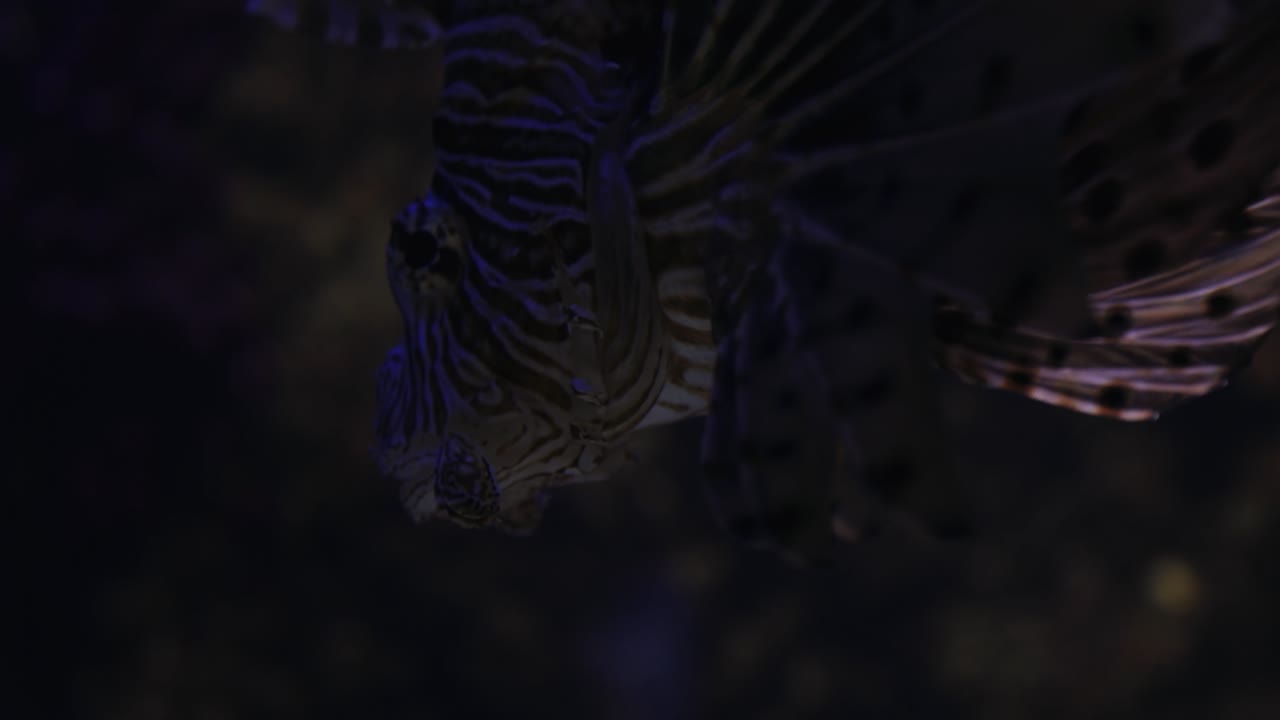 cerca de peces flotando bajo el agua profunda 014