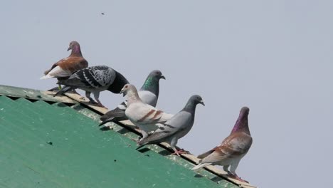 Palomas-Mensajeras-En-Lo-Alto-De-Un-Techo,-Un-Solo-Pájaro-Vuela-Y-Se-Instala-Entre-Ellos-En-Cámara-Lenta