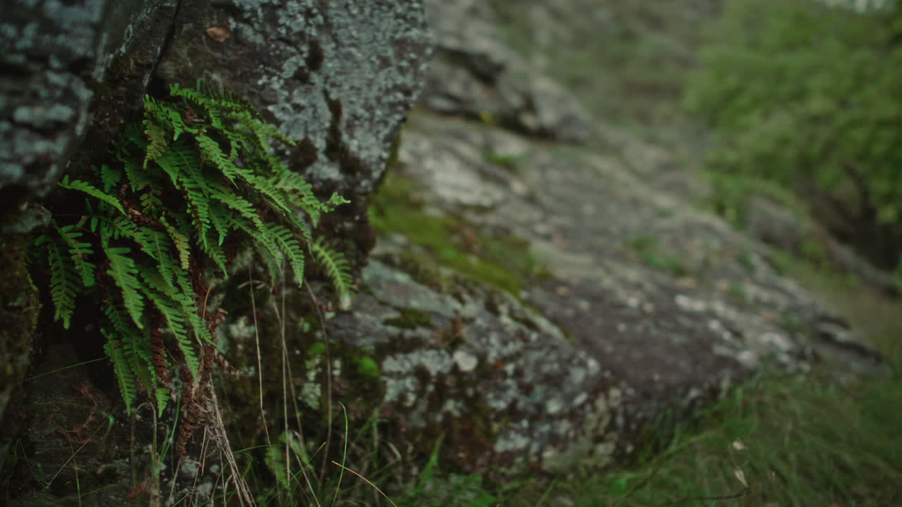 Hiker with Backpack Walking Uphill on Rocky Trail in Green Forest