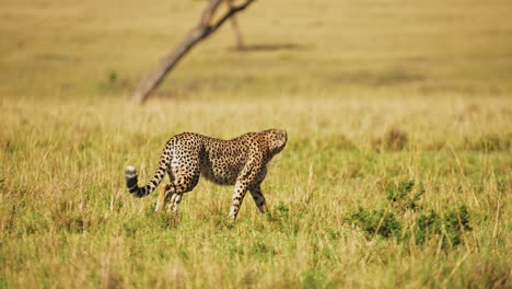 movimiento lento del guepardo caminando en la larga hierba de la sabana, áfrica safari animal salvaje en las hierbas de la sabana en maasai mara, kenia en africano en maasai mara, depredador de gato grande merodeando por las llanuras de las praderas