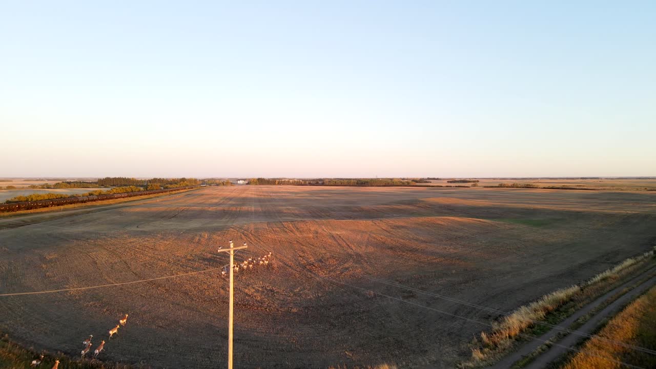 Herd of pronghorn antelopes running from one field to another while crossing dirt road in rural Alberta countryside