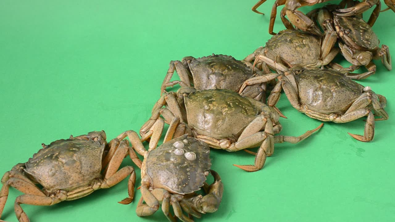 Live crabs on a green background. Shooting on a green background