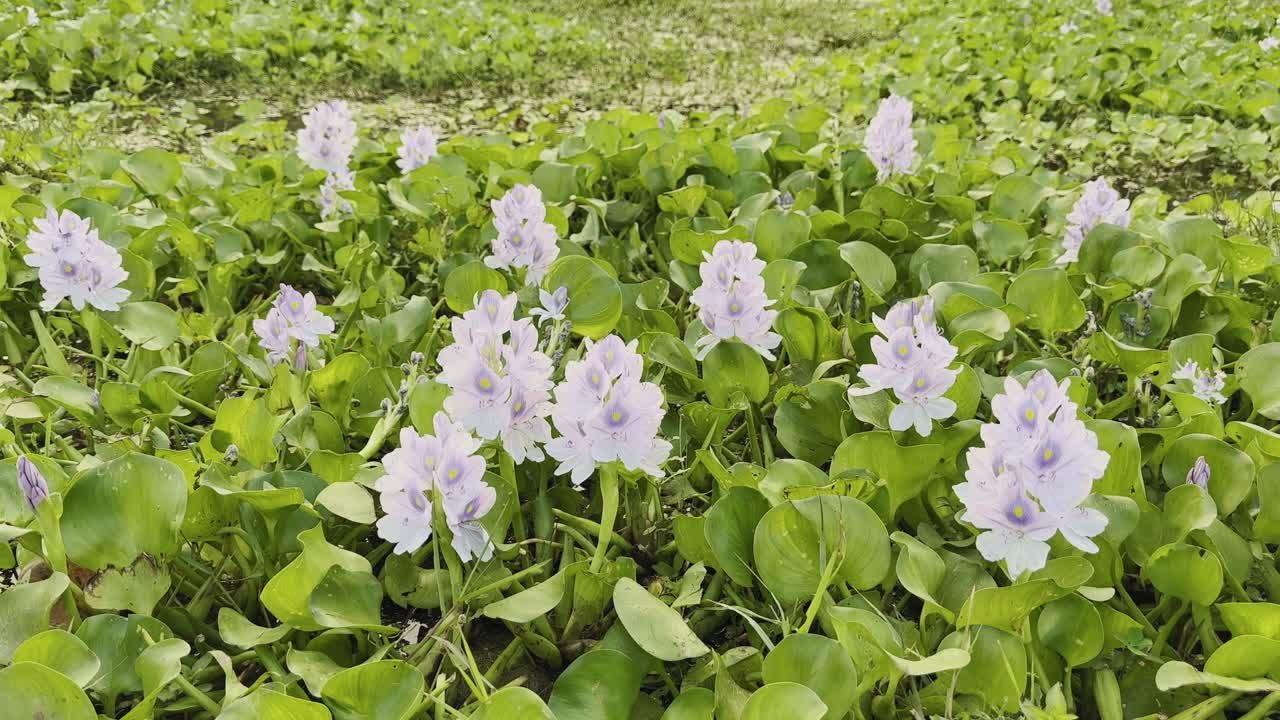 Tilt-up shot over dense green water hyacinth field dotted with soft purple flowers gently rising into view across the lush floating landscape near wetlands
