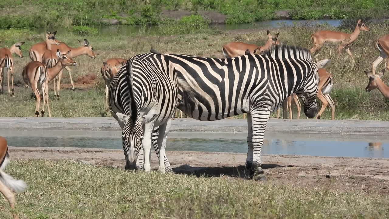 Zebra pair and Impala graze near water in Kruger National Park, South Africa