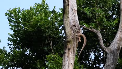 The-Clouded-Monitor-Lizard-is-found-in-Thailand-and-other-countries-in-Asia