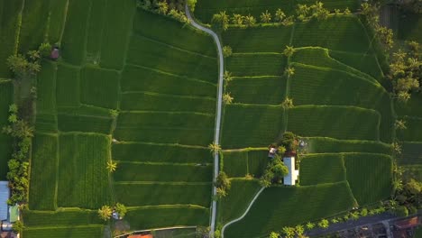 beautiful aerial footage of the rice fields in the village of bali