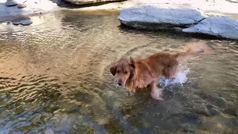 toma en cámara lenta de un golden retriever sacudiéndose un poco de agua mientras juega en un río