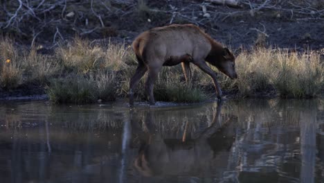 Alce-Hembra-Caminando-Por-El-Borde-Del-Lago-Agua-Slomo-Asombroso-Reflejo