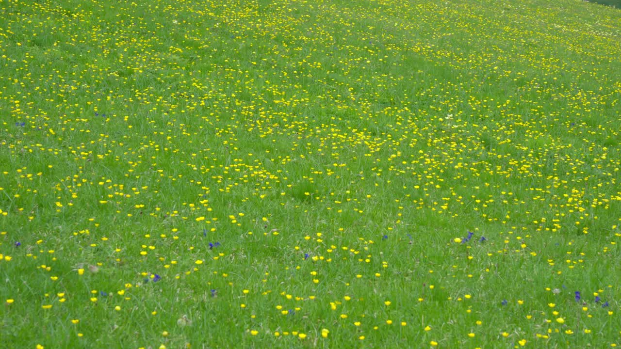 봄에 꽃이 피는 아름다운 야생 노란색 꽃, 넓은 판