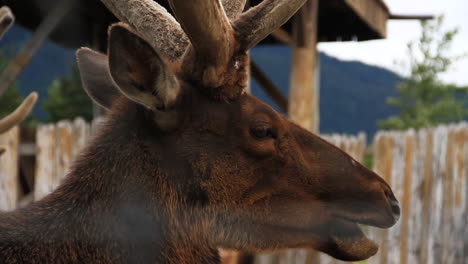 Elk-with-Large-Antlers-Sits-on-Ground-While-Eating-Grass