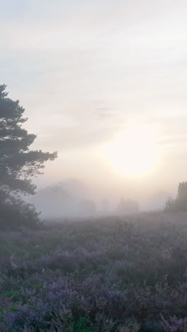 el amanecer brumoso sobre un páramo