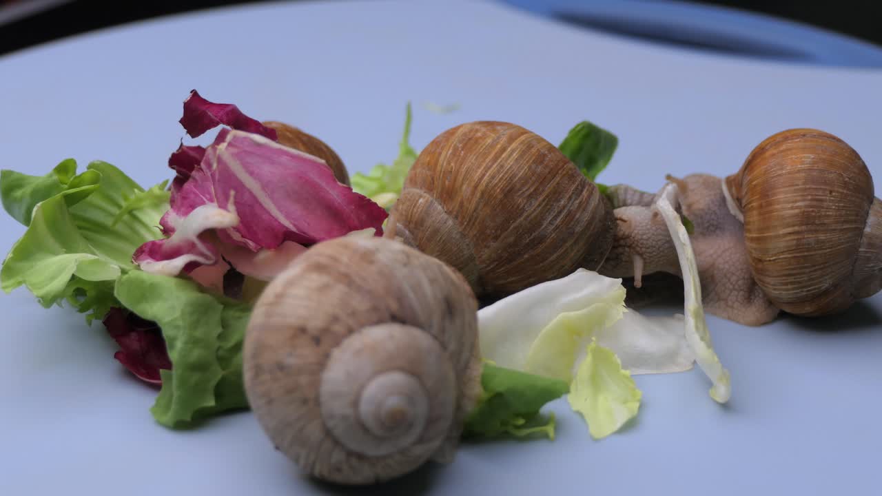 Garden snail eating fresh leaves of lettuce