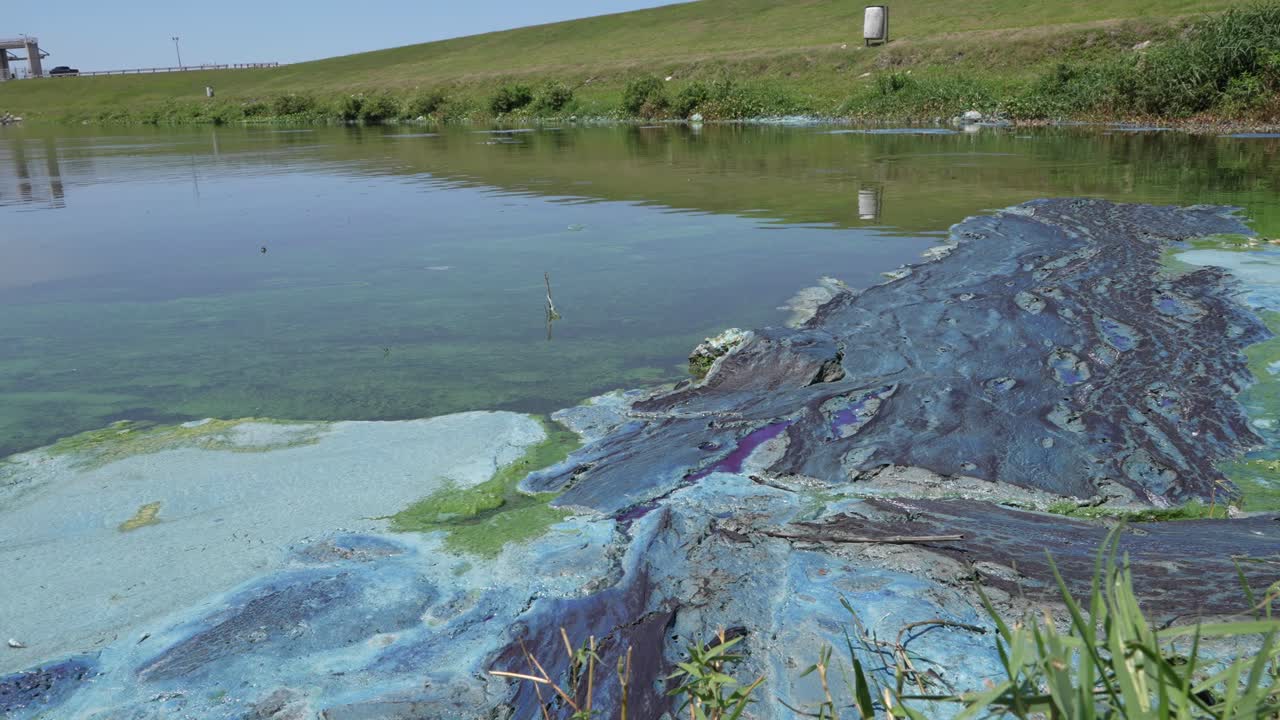 las algas crecen en un pantano en florida