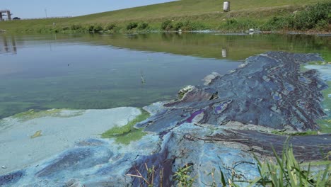 Algae-Grows-In-A-Marsh-In-Florida