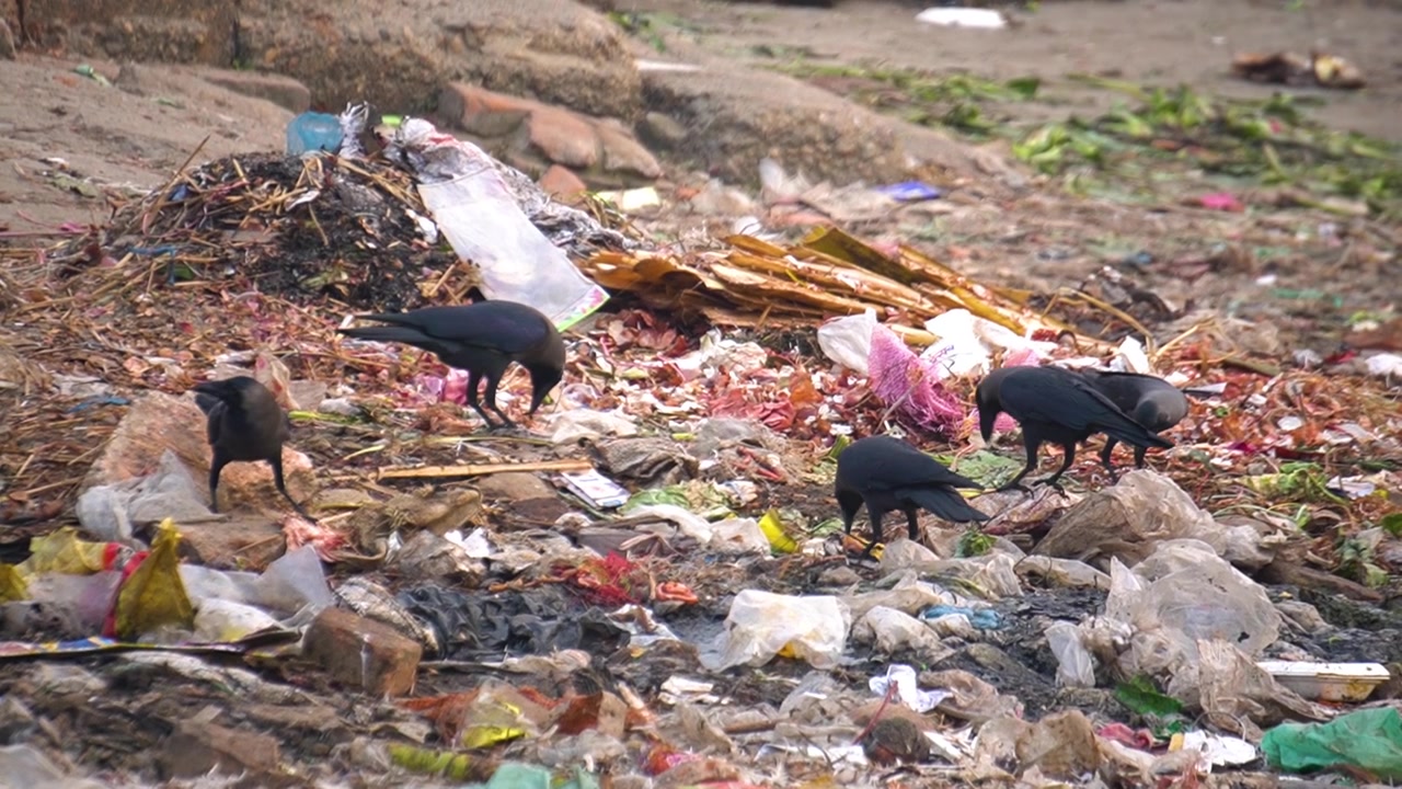 Black house crows scavenging for food scraps amidst a large pile of plastic waste and garbage debris on the ground in an urban dump site in Bangladesh.