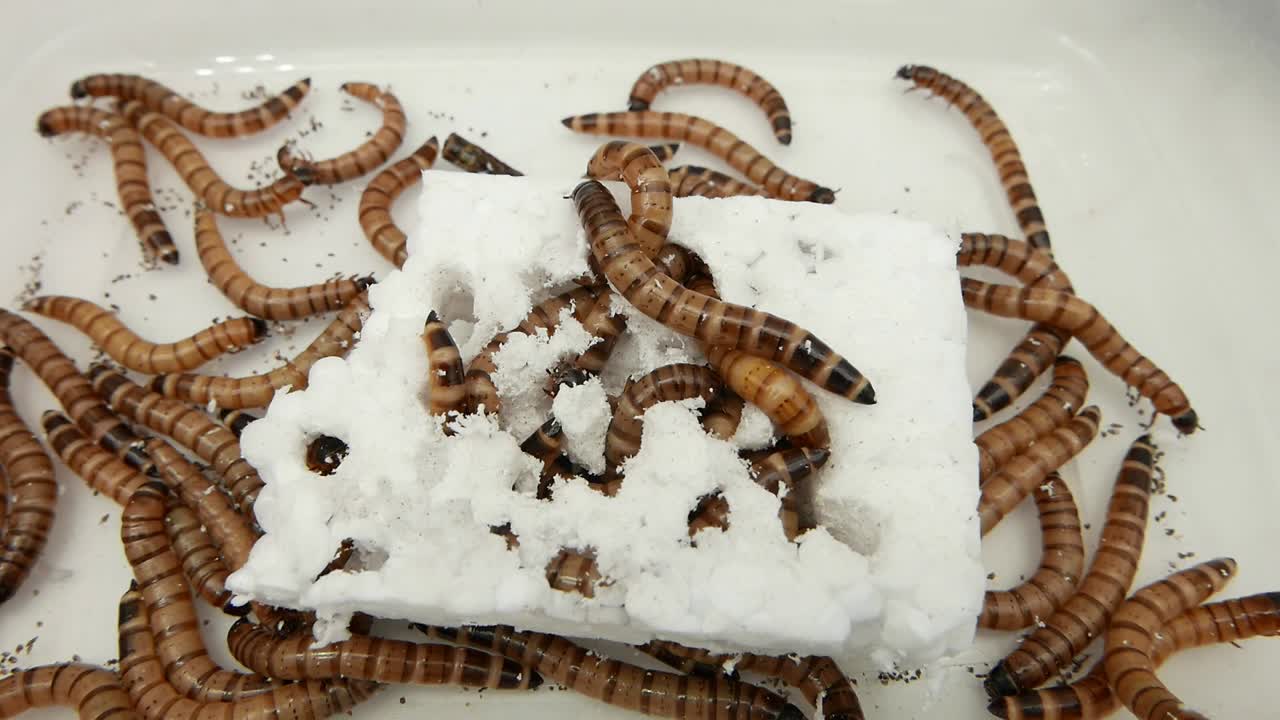 morios o gusanos de harina gigantes que se excavan en el poliestireno.