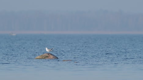 Gemeine-Möwenfliege-Landet-Auf-Dem-Stein-Im-Wasserblauen-See