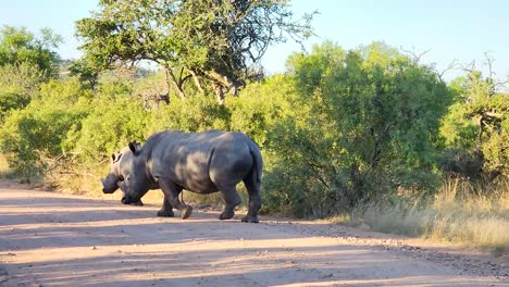 family of rhinoceros walking on the road in the savannah, kruger national park, south africa