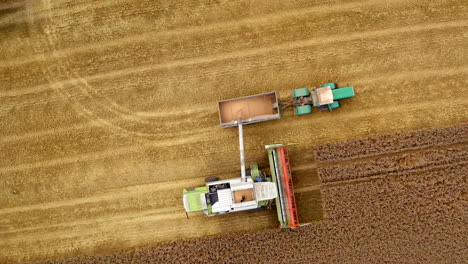 agriculture machinery working at harvest season. ripe seeds pouring out into tractor from combine harvester on yellow field background. orbital view.