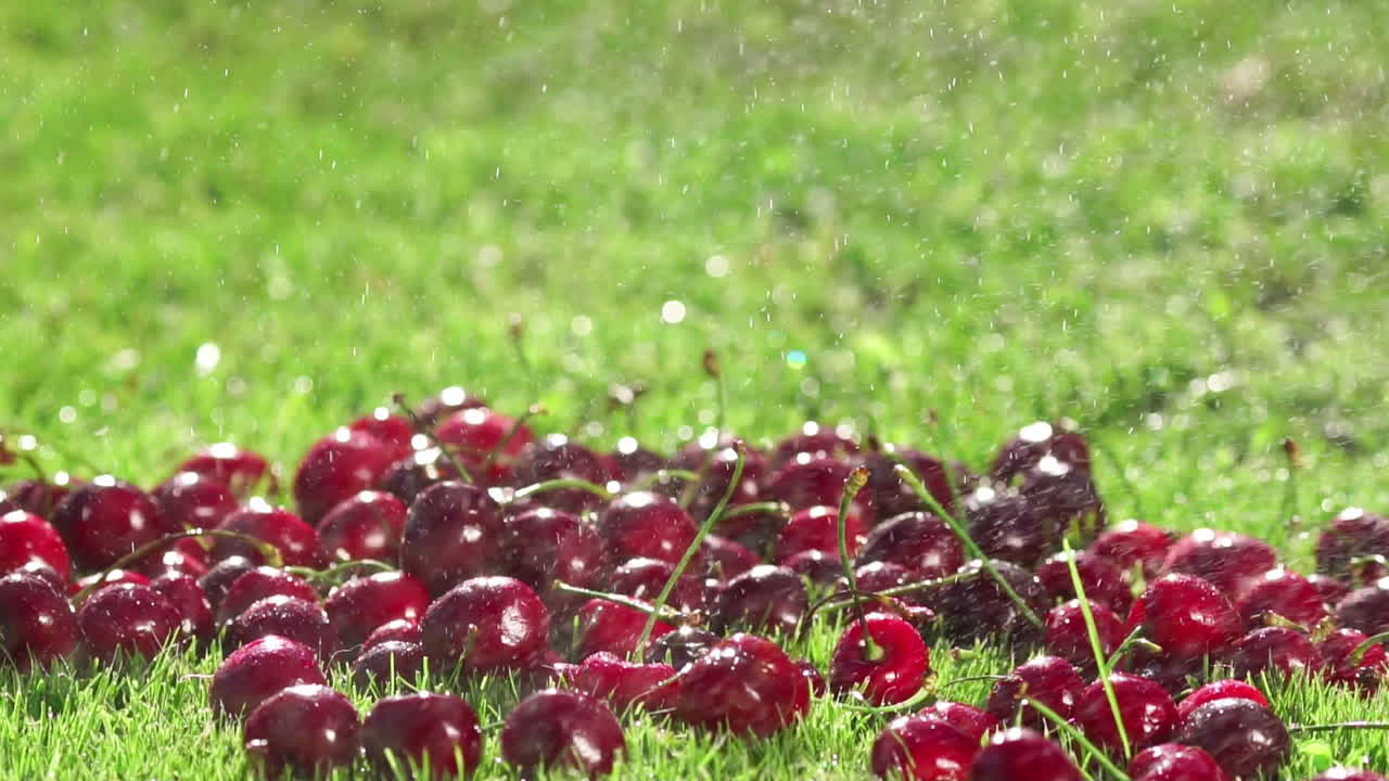 Red berries of ripe cherries fall on the green grass in slow motion