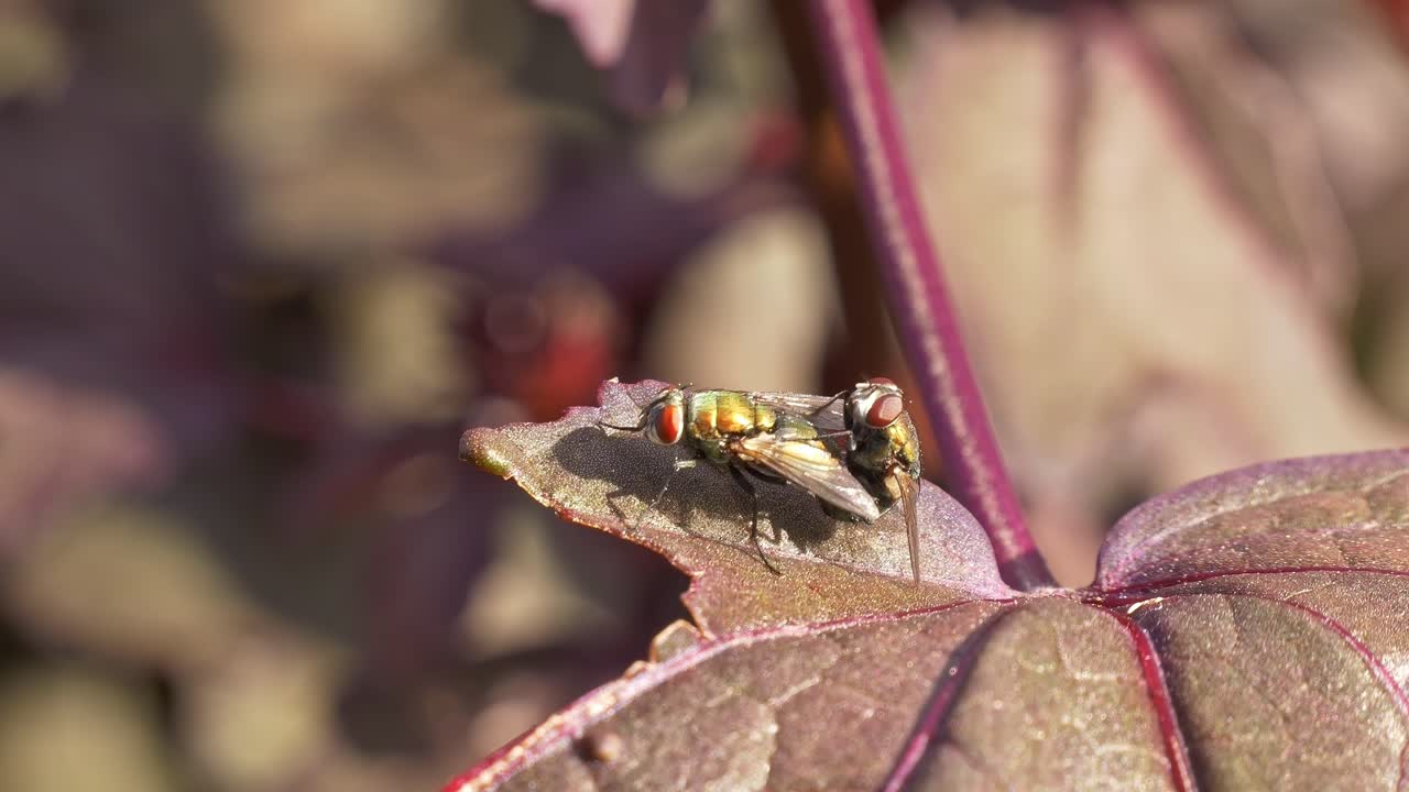 Due mosche verdi metalliche che si accoppiano su una foglia. Ripresa ravvicinata.