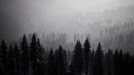 carpatian mountains fog and mist at the pine forest