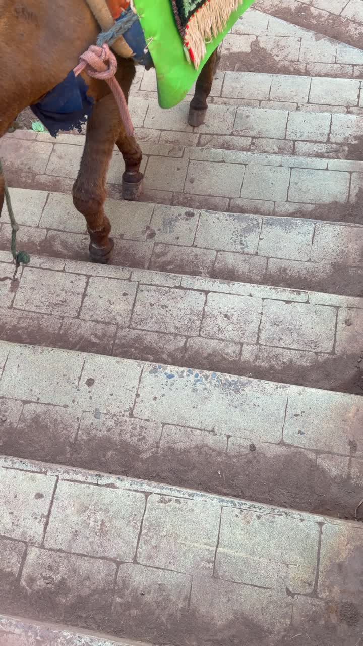 Donkey descending narrow stone steps in traditional Moroccan street rural daily life scene
