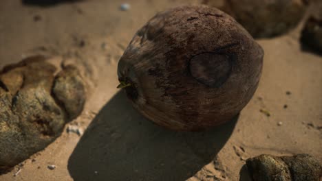 coco marrón en la arena de la playa