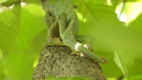 chameleon walking on tree uhd mp4 4k