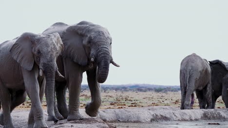 bachelor herd of elephants drinking by the mudhole in nxai pan national park, botswana - medium shot
