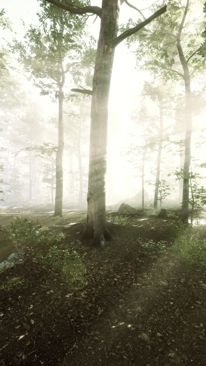 안개 가 가득 한 숲 을 가로지르는 빛