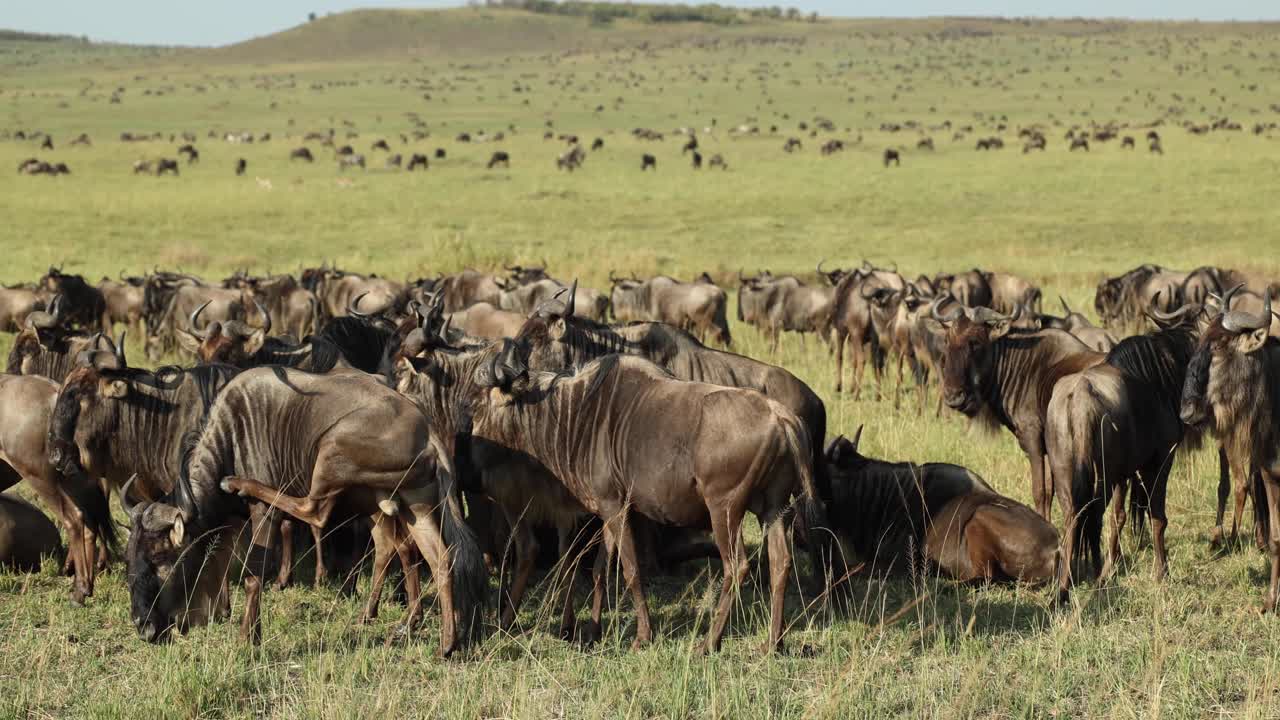 A large herd of wildebeest resting on an open plain during the great migration in the Masai Mara, Kenya