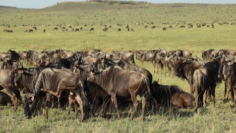 una gran manada de ñus descansando en una llanura abierta durante la gran migración en masai mara, kenia
