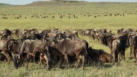 a large herd of wildebeest resting on an open plain during the great migration in the masai mara, kenya