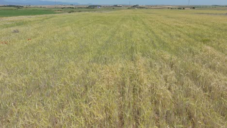 flight with a drone in a low flight over a cereal crop field, specifically wheat that is still green but is beginning to take on its striking golden color, tranquility is transmitted