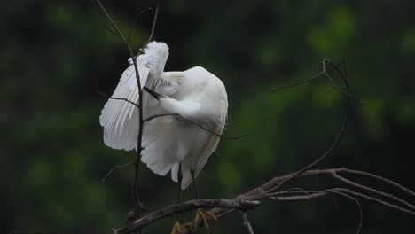 little egret chilling on tree uhd mp4 4k