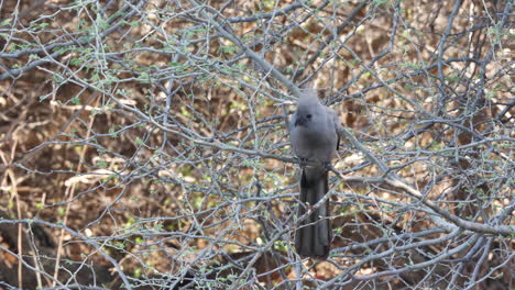 Un-Pájaro-Gris-Posado-En-El-Arbusto-Desnudo-En-El-Safari---Plano-Medio