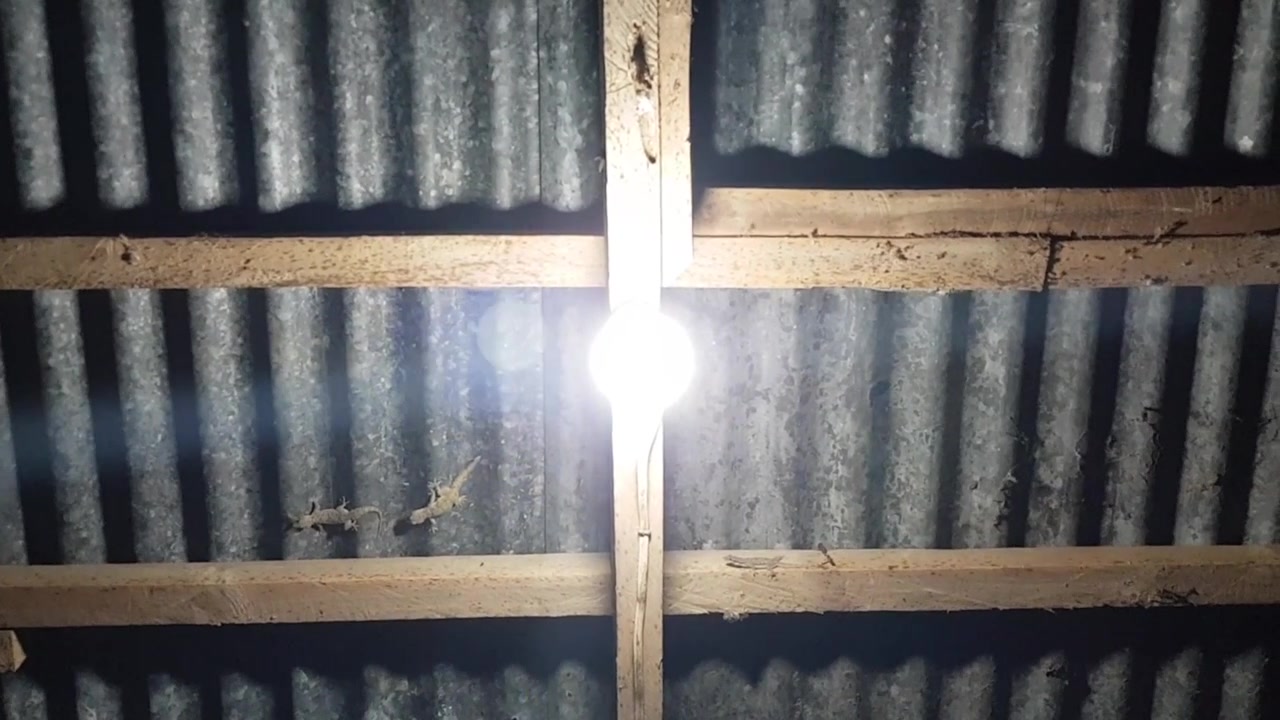 Flygende insekter som svermer rundt en lyspære i mørket