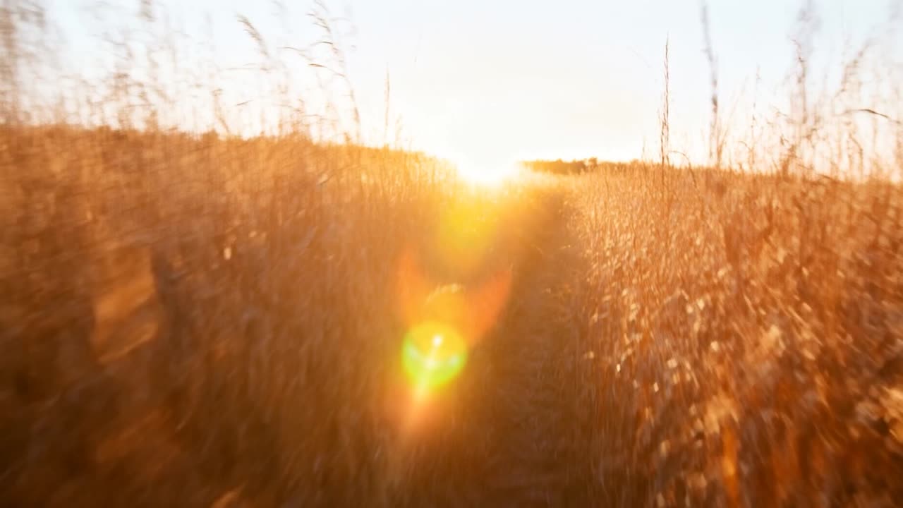 Kuvaaja työntää kameraa pitkin kapeaa jalkakäytävää ruoikon läpi kohti matalaa aurinkoa, linssiheijastuksen kasvaessa
