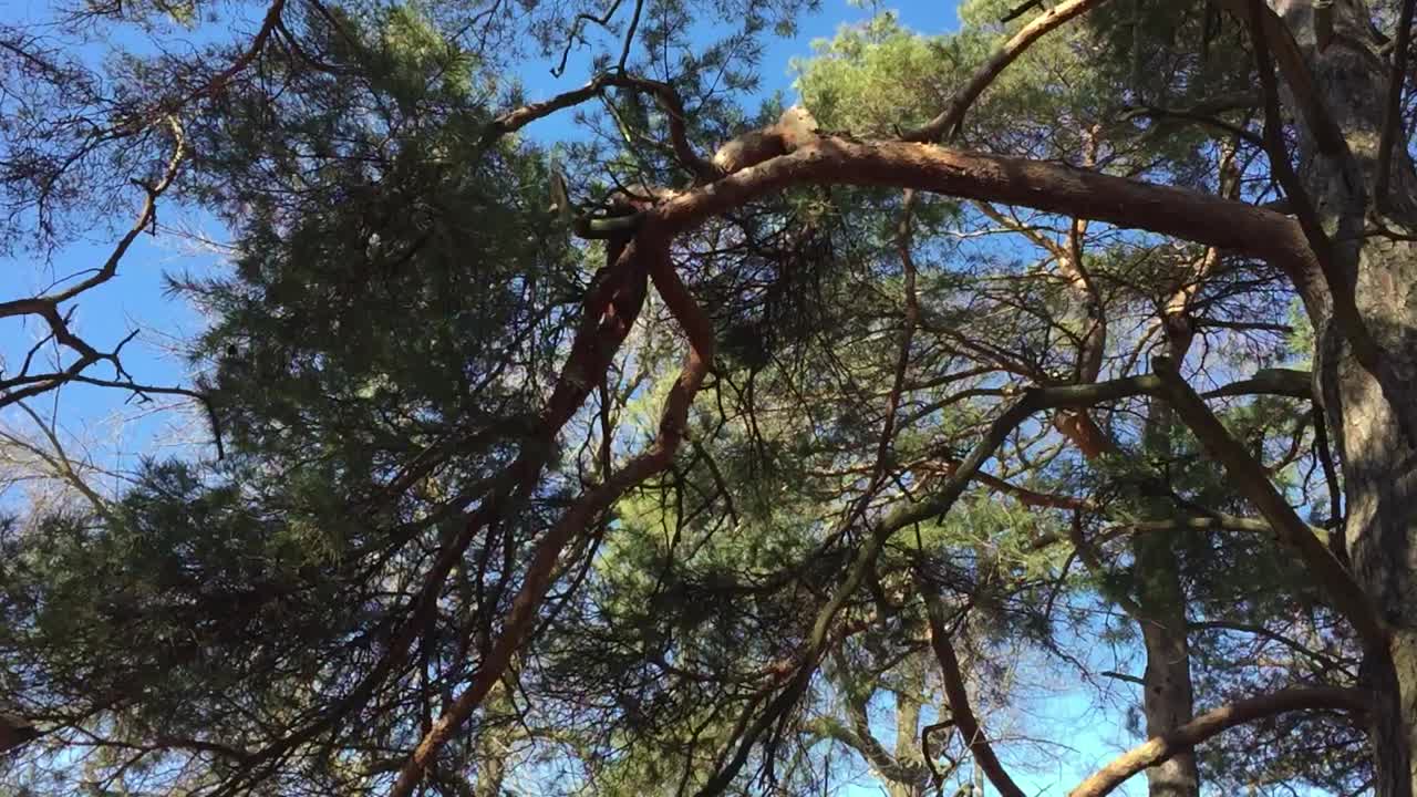 Wind blows gently on the honeylocust trees in spring, Low angle, static